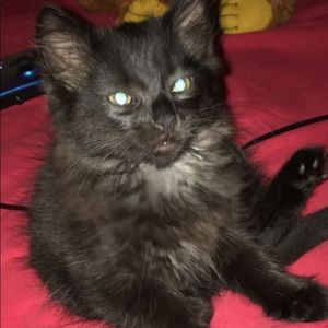 Meet your Posher, William